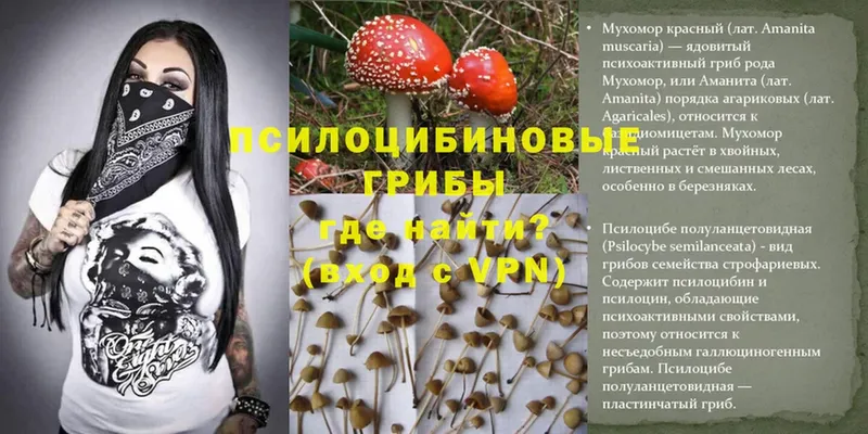 Галлюциногенные грибы Psilocybe  Заречный 