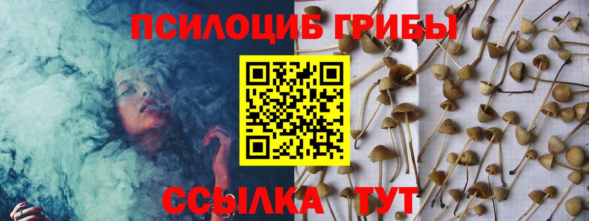 Псилоцибиновые грибы Cubensis  купить   Заречный 